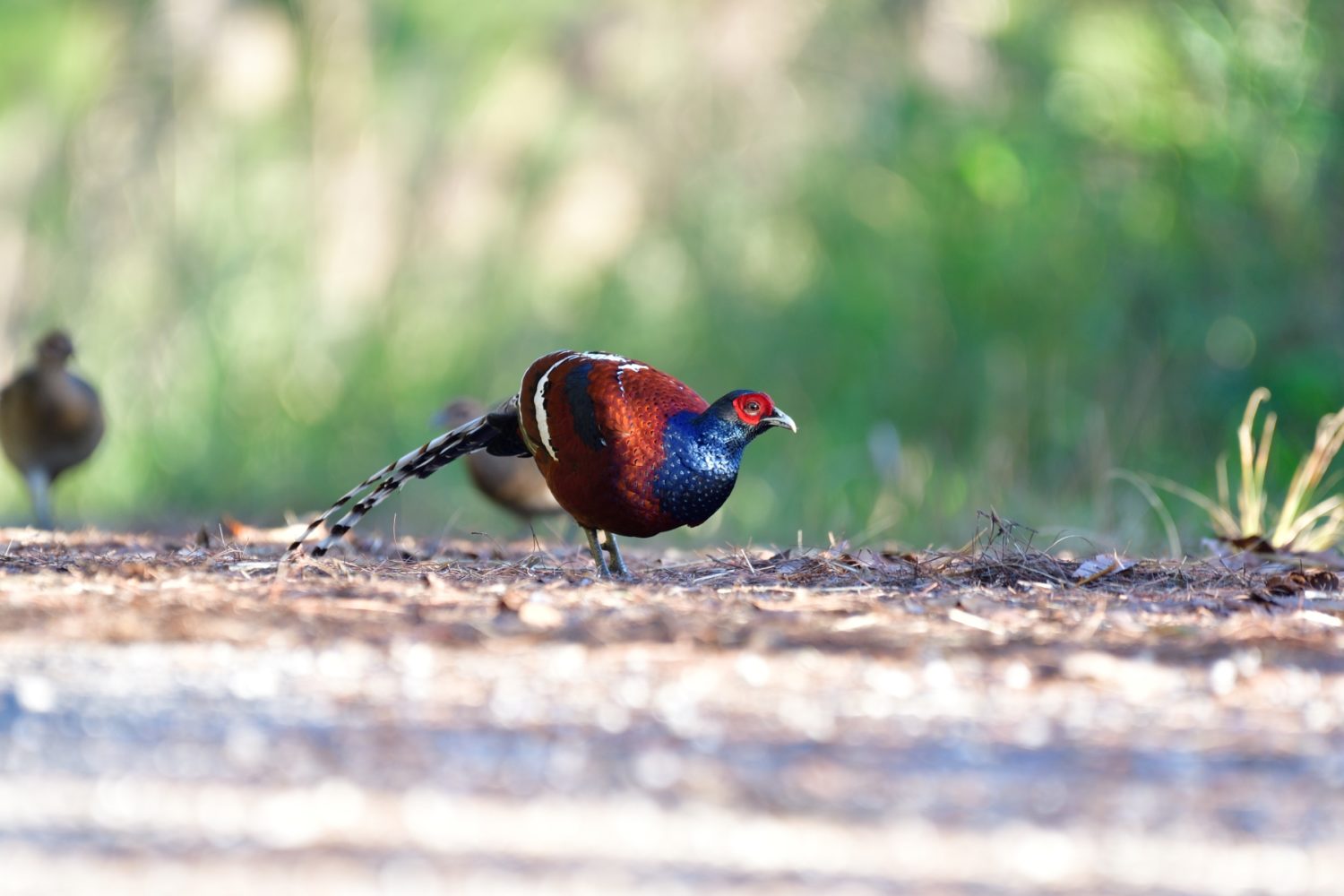 Mrs. Hume's Pheasant (Syrmaticus humiae)Male