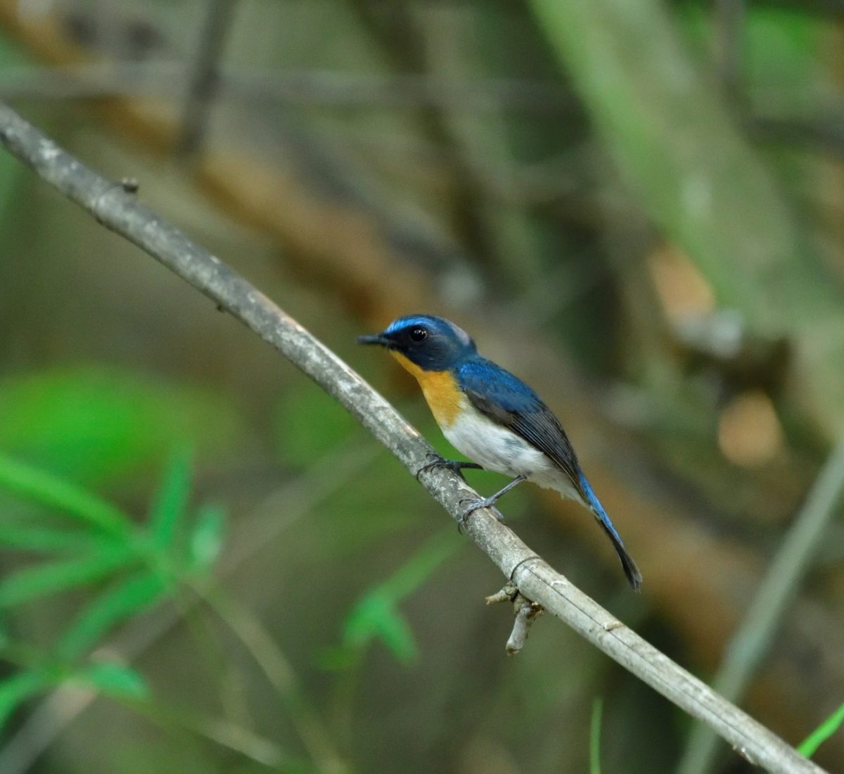 Hill blue flycatcher